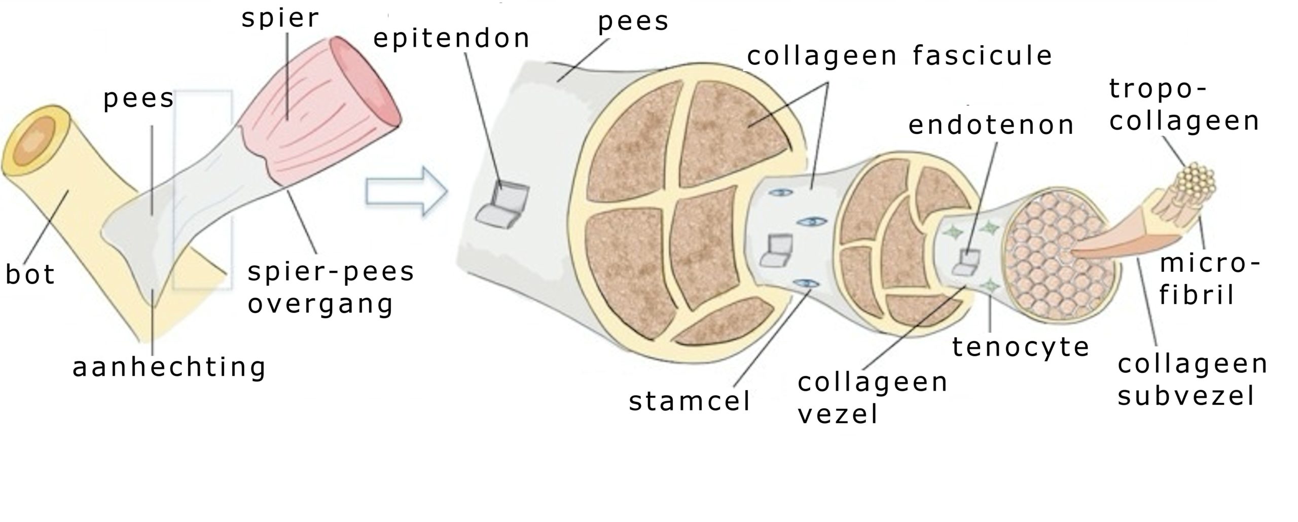 anatomie pees